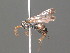  (Episyron solitaneum - BC ZSM HYM 20036)  @14 [ ] CreativeCommons - Attribution Non-Commercial Share-Alike (2015) Unspecified SNSB, Zoologische Staatssammlung Muenchen