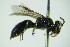 ( - BC ZSM HYM 20094)  @13 [ ] CreativeCommons - Attribution Non-Commercial Share-Alike (2015) Unspecified SNSB, Zoologische Staatssammlung Muenchen