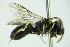  ( - BC ZSM HYM 20095)  @13 [ ] CreativeCommons - Attribution Non-Commercial Share-Alike (2015) Unspecified SNSB, Zoologische Staatssammlung Muenchen