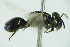  ( - BC ZSM HYM 20107)  @12 [ ] CreativeCommons - Attribution Non-Commercial Share-Alike (2015) Unspecified SNSB, Zoologische Staatssammlung Muenchen