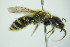  ( - BC ZSM HYM 20113)  @11 [ ] CreativeCommons - Attribution Non-Commercial Share-Alike (2015) Unspecified SNSB, Zoologische Staatssammlung Muenchen