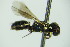  (Hylaeus styriacus - BC ZSM HYM 20140)  @14 [ ] CreativeCommons - Attribution Non-Commercial Share-Alike (2015) Unspecified SNSB, Zoologische Staatssammlung Muenchen