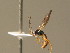  ( - BC ZSM HYM 20829)  @12 [ ] CreativeCommons - Attribution Non-Commercial Share-Alike (2015) Unspecified SNSB, Zoologische Staatssammlung Muenchen