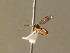  ( - BC ZSM HYM 20839)  @12 [ ] CreativeCommons - Attribution Non-Commercial Share-Alike (2015) Unspecified SNSB, Zoologische Staatssammlung Muenchen
