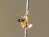  ( - BC ZSM HYM 20846)  @14 [ ] CreativeCommons - Attribution Non-Commercial Share-Alike (2015) Unspecified SNSB, Zoologische Staatssammlung Muenchen