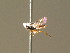  (Batakomacrus sylvicola - BC ZSM HYM 20867)  @13 [ ] CreativeCommons - Attribution Non-Commercial Share-Alike (2015) Unspecified SNSB, Zoologische Staatssammlung Muenchen
