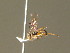  ( - BC ZSM HYM 20892)  @12 [ ] CreativeCommons - Attribution Non-Commercial Share-Alike (2015) Unspecified SNSB, Zoologische Staatssammlung Muenchen