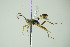  ( - BC ZSM HYM 21383)  @12 [ ] CreativeCommons - Attribution Non-Commercial Share-Alike (2015) Unspecified SNSB, Zoologische Staatssammlung Muenchen