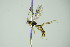  ( - BC ZSM HYM 21406)  @11 [ ] CreativeCommons - Attribution Non-Commercial Share-Alike (2015) Unspecified SNSB, Zoologische Staatssammlung Muenchen
