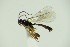  ( - BC ZSM HYM 21538)  @12 [ ] CreativeCommons - Attribution Non-Commercial Share-Alike (2015) Unspecified SNSB, Zoologische Staatssammlung Muenchen