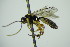  ( - BC ZSM HYM 21667)  @12 [ ] CreativeCommons - Attribution Non-Commercial Share-Alike (2015) Unspecified SNSB, Zoologische Staatssammlung Muenchen