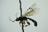  ( - BC ZSM HYM 21715)  @13 [ ] CreativeCommons - Attribution Non-Commercial Share-Alike (2015) Unspecified SNSB, Zoologische Staatssammlung Muenchen