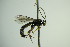  ( - BC ZSM HYM 21727)  @14 [ ] CreativeCommons - Attribution Non-Commercial Share-Alike (2015) Unspecified SNSB, Zoologische Staatssammlung Muenchen