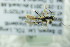  ( - BC ZSM HYM 21785)  @11 [ ] CreativeCommons - Attribution Non-Commercial Share-Alike (2015) Unspecified SNSB, Zoologische Staatssammlung Muenchen