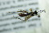  ( - BC ZSM HYM 21786)  @12 [ ] CreativeCommons - Attribution Non-Commercial Share-Alike (2015) Unspecified SNSB, Zoologische Staatssammlung Muenchen