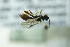  ( - BC ZSM HYM 21792)  @12 [ ] CreativeCommons - Attribution Non-Commercial Share-Alike (2015) Unspecified SNSB, Zoologische Staatssammlung Muenchen