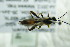  ( - BC ZSM HYM 21794)  @13 [ ] CreativeCommons - Attribution Non-Commercial Share-Alike (2015) Unspecified SNSB, Zoologische Staatssammlung Muenchen