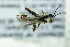 ( - BC ZSM HYM 21797)  @12 [ ] CreativeCommons - Attribution Non-Commercial Share-Alike (2015) Unspecified SNSB, Zoologische Staatssammlung Muenchen