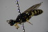  (Astata costae - BC ZSM HYM 21917)  @13 [ ] CreativeCommons - Attribution Non-Commercial Share-Alike (2015) Unspecified SNSB, Zoologische Staatssammlung Muenchen