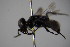  ( - BC ZSM HYM 21918)  @12 [ ] CreativeCommons - Attribution Non-Commercial Share-Alike (2015) Unspecified SNSB, Zoologische Staatssammlung Muenchen