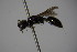  ( - BC ZSM HYM 21920)  @12 [ ] CreativeCommons - Attribution Non-Commercial Share-Alike (2015) Unspecified SNSB, Zoologische Staatssammlung Muenchen