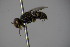  ( - BC ZSM HYM 21937)  @13 [ ] CreativeCommons - Attribution Non-Commercial Share-Alike (2015) Unspecified SNSB, Zoologische Staatssammlung Muenchen
