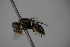  ( - BC ZSM HYM 21939)  @12 [ ] CreativeCommons - Attribution Non-Commercial Share-Alike (2015) Unspecified SNSB, Zoologische Staatssammlung Muenchen