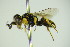  ( - BC ZSM HYM 21953)  @13 [ ] CreativeCommons - Attribution Non-Commercial Share-Alike (2015) Unspecified SNSB, Zoologische Staatssammlung Muenchen