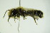  ( - BC ZSM HYM 21965)  @13 [ ] CreativeCommons - Attribution Non-Commercial Share-Alike (2015) Unspecified SNSB, Zoologische Staatssammlung Muenchen