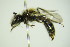  ( - BC ZSM HYM 21983)  @12 [ ] CreativeCommons - Attribution Non-Commercial Share-Alike (2015) Unspecified SNSB, Zoologische Staatssammlung Muenchen