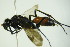  (Priocnemis enslini - BC ZSM HYM 21986)  @13 [ ] CreativeCommons - Attribution Non-Commercial Share-Alike (2015) Unspecified SNSB, Zoologische Staatssammlung Muenchen