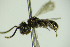  ( - BC ZSM HYM 22003)  @12 [ ] CreativeCommons - Attribution Non-Commercial Share-Alike (2015) Unspecified SNSB, Zoologische Staatssammlung Muenchen