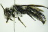  ( - BC ZSM HYM 22022)  @11 [ ] CreativeCommons - Attribution Non-Commercial Share-Alike (2015) Unspecified SNSB, Zoologische Staatssammlung Muenchen