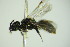  ( - BC ZSM HYM 22040)  @13 [ ] CreativeCommons - Attribution Non-Commercial Share-Alike (2015) Unspecified SNSB, Zoologische Staatssammlung Muenchen
