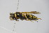  ( - BC ZSM HYM 22042)  @13 [ ] CreativeCommons - Attribution Non-Commercial Share-Alike (2015) Unspecified SNSB, Zoologische Staatssammlung Muenchen