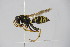  ( - BC ZSM HYM 22065)  @13 [ ] CreativeCommons - Attribution Non-Commercial Share-Alike (2015) Unspecified SNSB, Zoologische Staatssammlung Muenchen