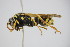 ( - BC ZSM HYM 22066)  @12 [ ] CreativeCommons - Attribution Non-Commercial Share-Alike (2015) Unspecified SNSB, Zoologische Staatssammlung Muenchen