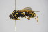  ( - BC ZSM HYM 22067)  @13 [ ] CreativeCommons - Attribution Non-Commercial Share-Alike (2015) Unspecified SNSB, Zoologische Staatssammlung Muenchen