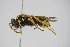  ( - BC ZSM HYM 22068)  @13 [ ] CreativeCommons - Attribution Non-Commercial Share-Alike (2015) Unspecified SNSB, Zoologische Staatssammlung Muenchen