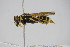  ( - BC ZSM HYM 22069)  @13 [ ] CreativeCommons - Attribution Non-Commercial Share-Alike (2015) Unspecified SNSB, Zoologische Staatssammlung Muenchen