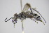  ( - BC ZSM HYM 22074)  @13 [ ] CreativeCommons - Attribution Non-Commercial Share-Alike (2015) Unspecified SNSB, Zoologische Staatssammlung Muenchen