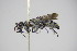  ( - BC ZSM HYM 22075)  @13 [ ] CreativeCommons - Attribution Non-Commercial Share-Alike (2015) Unspecified SNSB, Zoologische Staatssammlung Muenchen