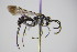  ( - BC ZSM HYM 22082)  @13 [ ] CreativeCommons - Attribution Non-Commercial Share-Alike (2015) Unspecified SNSB, Zoologische Staatssammlung Muenchen
