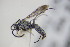  ( - BC ZSM HYM 22083)  @13 [ ] CreativeCommons - Attribution Non-Commercial Share-Alike (2015) Unspecified SNSB, Zoologische Staatssammlung Muenchen