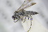  ( - BC ZSM HYM 22084)  @13 [ ] CreativeCommons - Attribution Non-Commercial Share-Alike (2015) Unspecified SNSB, Zoologische Staatssammlung Muenchen