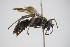  ( - BC ZSM HYM 22086)  @13 [ ] CreativeCommons - Attribution Non-Commercial Share-Alike (2015) Unspecified SNSB, Zoologische Staatssammlung Muenchen