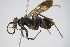  ( - BC ZSM HYM 22087)  @13 [ ] CreativeCommons - Attribution Non-Commercial Share-Alike (2015) Unspecified SNSB, Zoologische Staatssammlung Muenchen