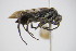  ( - BC ZSM HYM 22088)  @12 [ ] CreativeCommons - Attribution Non-Commercial Share-Alike (2015) Unspecified SNSB, Zoologische Staatssammlung Muenchen
