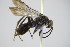  ( - BC ZSM HYM 22089)  @12 [ ] CreativeCommons - Attribution Non-Commercial Share-Alike (2015) Unspecified SNSB, Zoologische Staatssammlung Muenchen