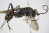  ( - BC ZSM HYM 22091)  @13 [ ] CreativeCommons - Attribution Non-Commercial Share-Alike (2015) Unspecified SNSB, Zoologische Staatssammlung Muenchen